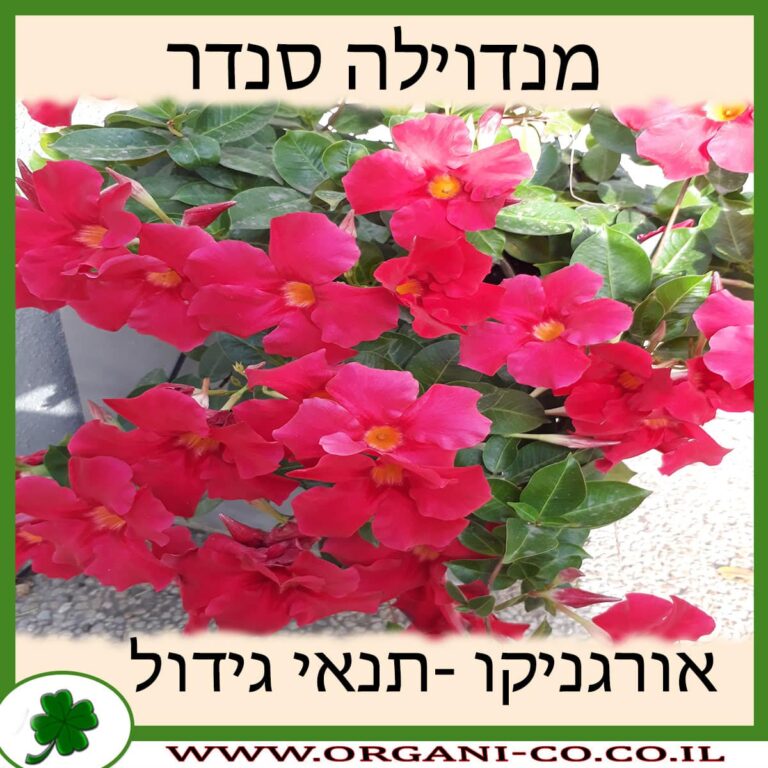 מנדוילה סנדר מנדוילה סנדר