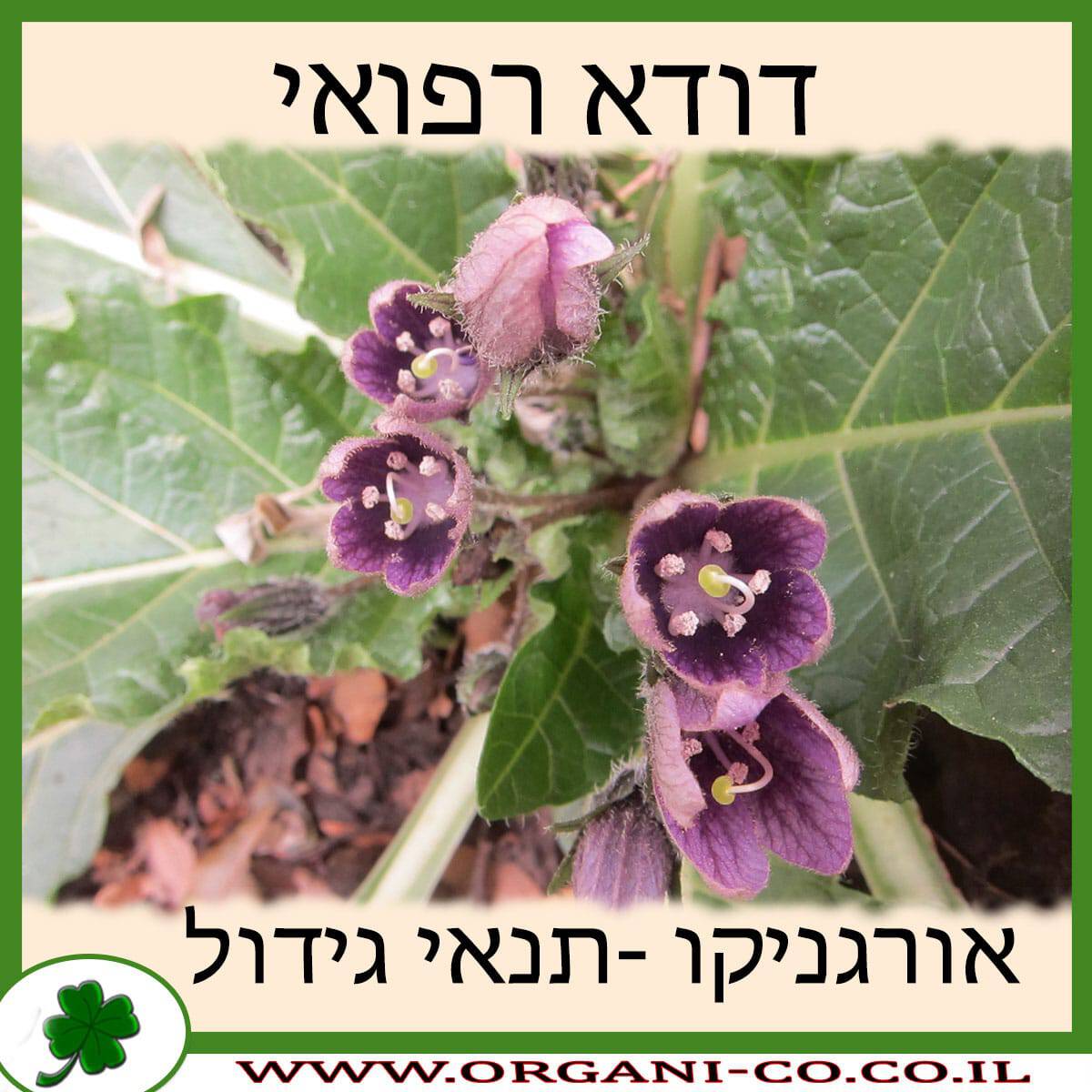 דודא רפואי