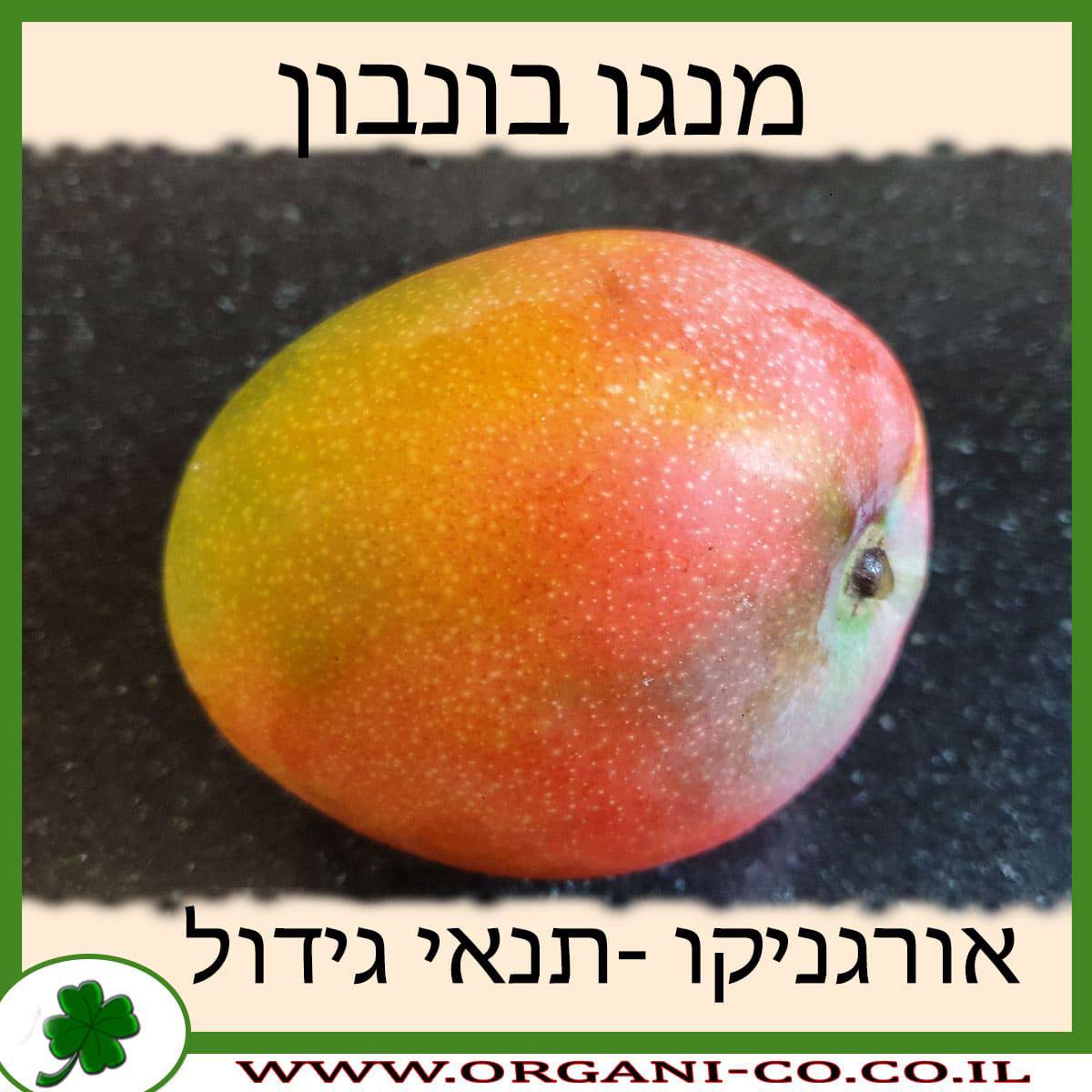 מנגו בונבון