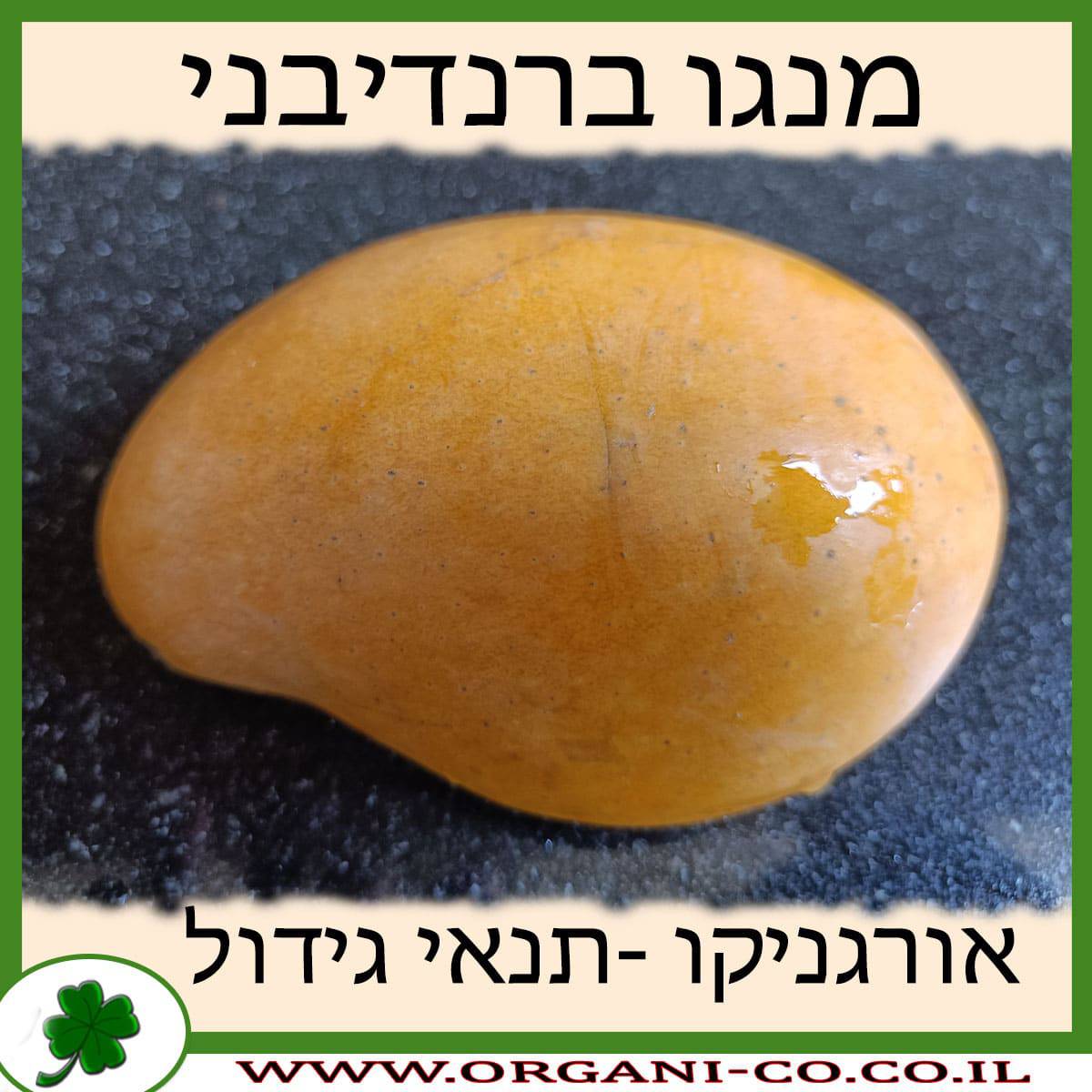 מנגו ברנדיבני תנאי גידול