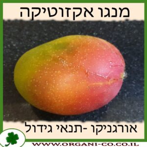 מנגו אקזוטיקה תנאי גידול