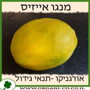 מנגו אייזיס תנאי גידול