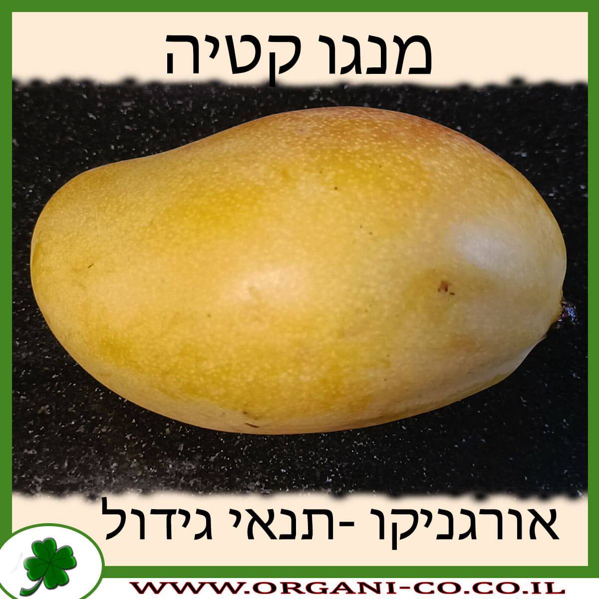 מנגו קטיה תנאי גידול