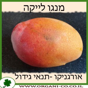 מנגו לייקה עץ