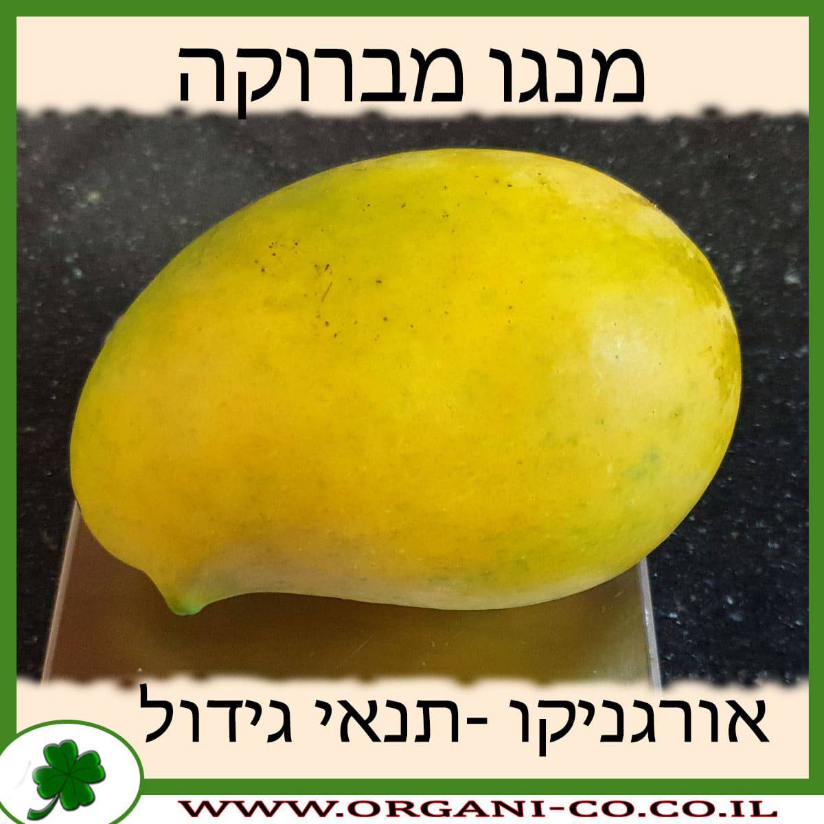 מנגו מברוקה תנאי גידול