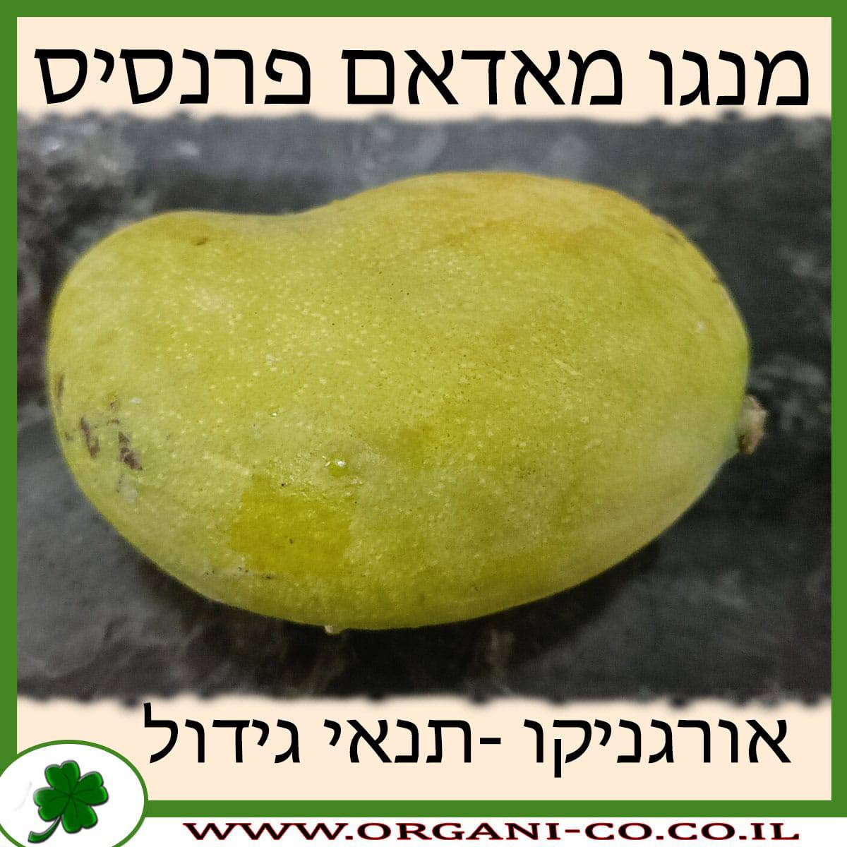 מנגו מאדאם פרנסיס תנאי גידול