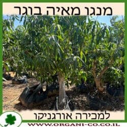 מנגו מאיה בוגר