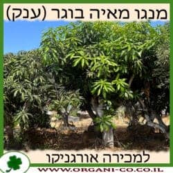מנגו מאיה בוגר (ענק)