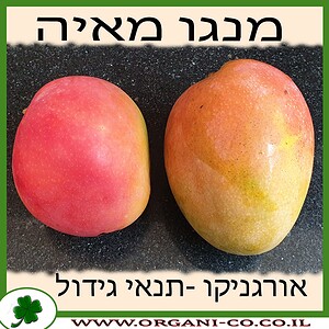 מנגו מאיה עונה גידול