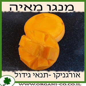 עץ מנגו מאיה