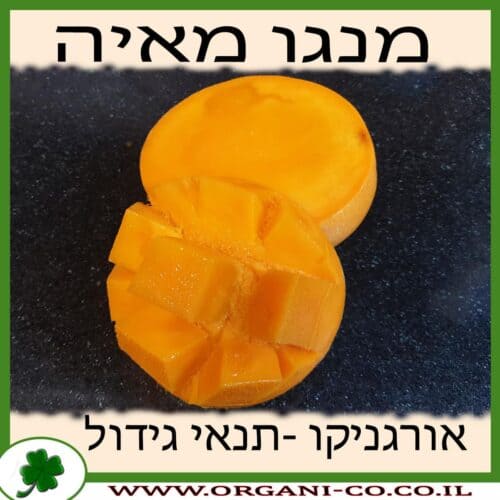 עץ מנגו מאיה
