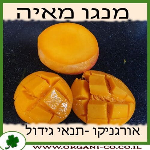 מנגו מאיה מחיר