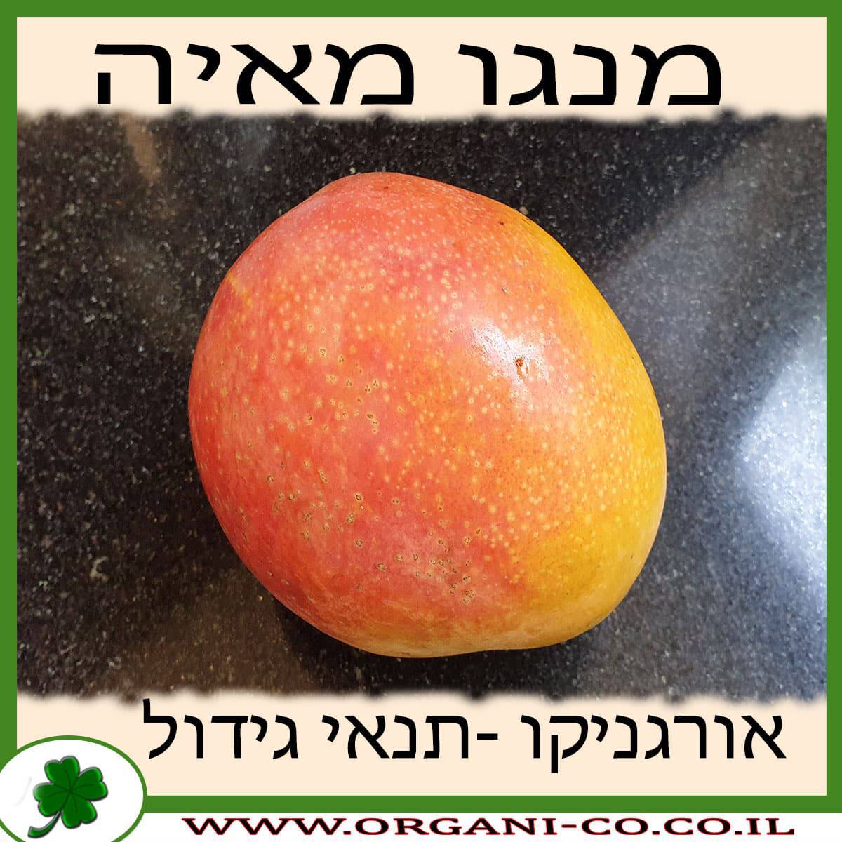 עץ מנגו מאיה