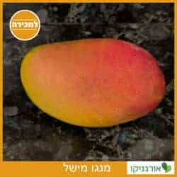 מנגו מישל