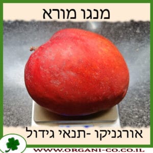 מנגו מורא תנאי גידול