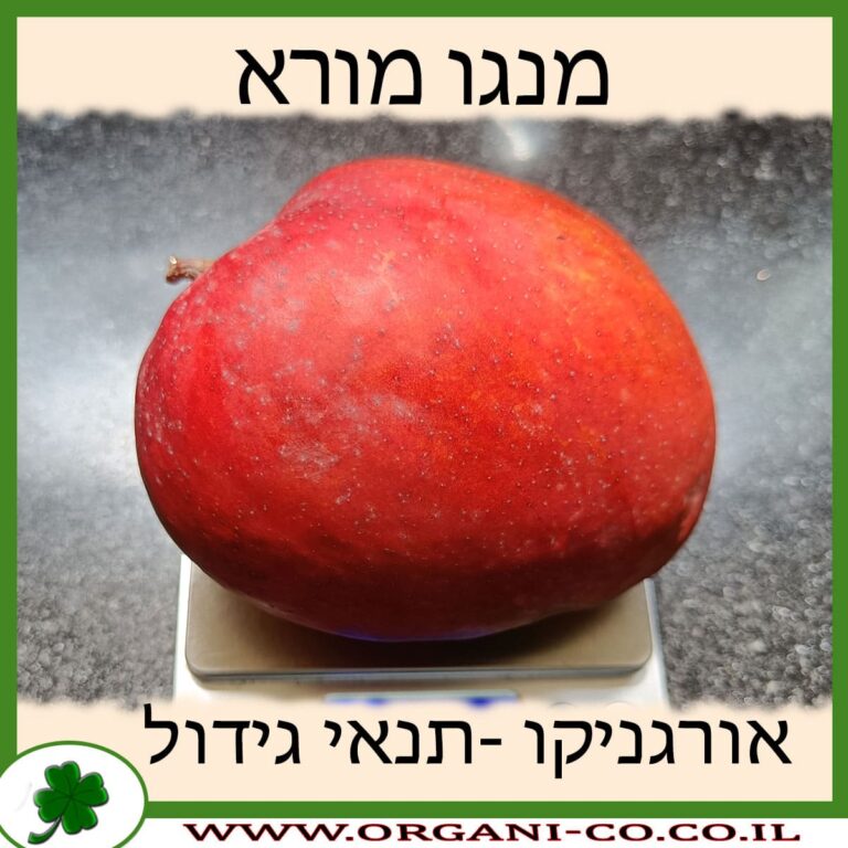 מנגו מורא תנאי גידול