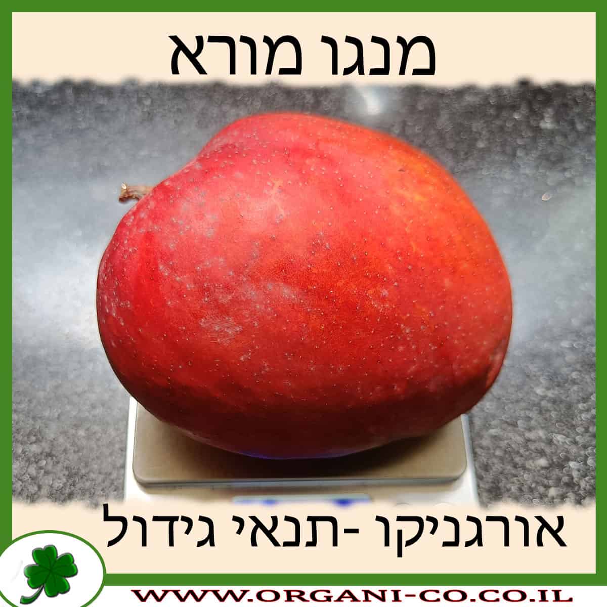מנגו מורא תנאי גידול