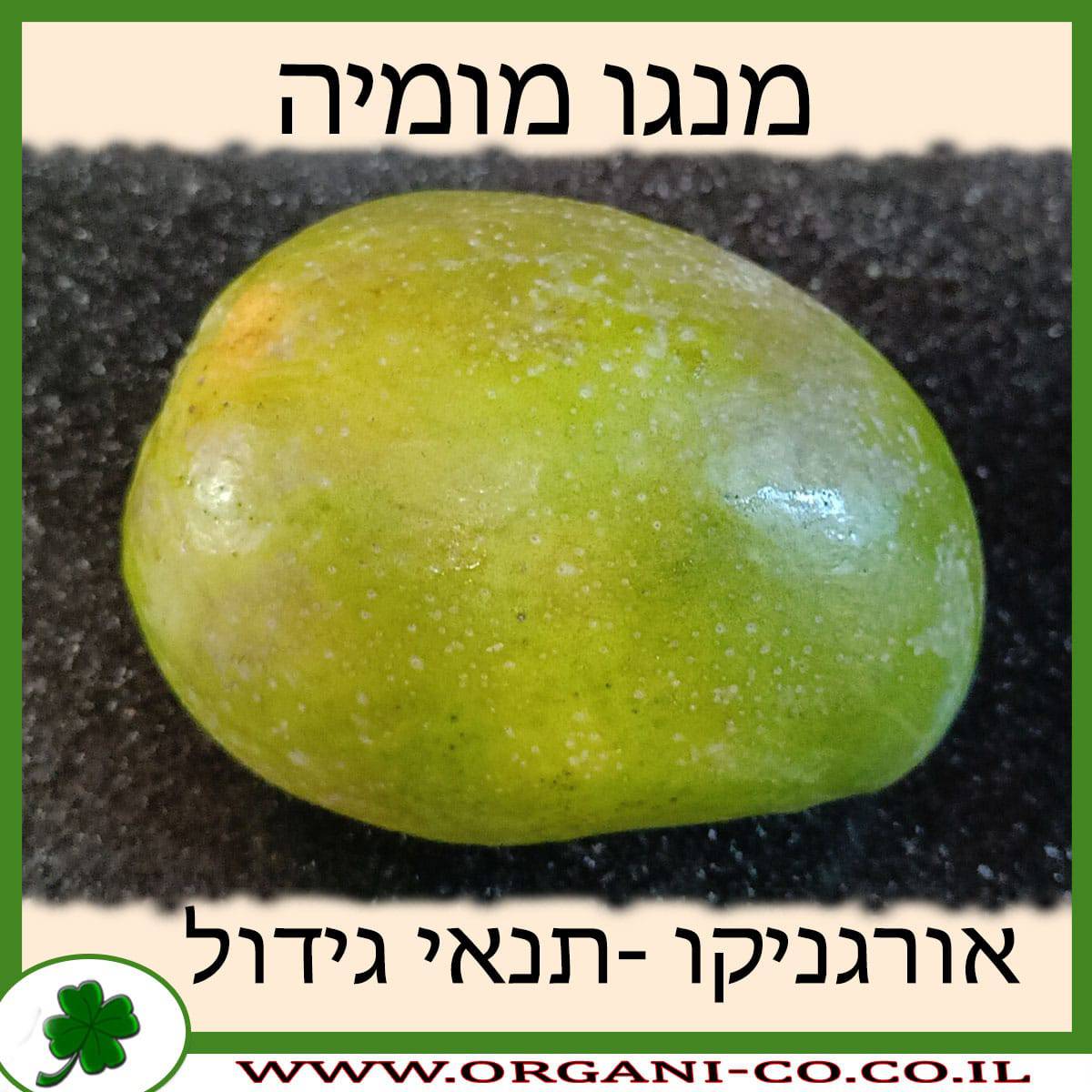 מנגו מומיה תנאי גידול