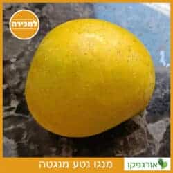 מנגו נטע מנגטה