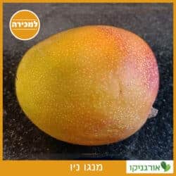 מנגו ניו