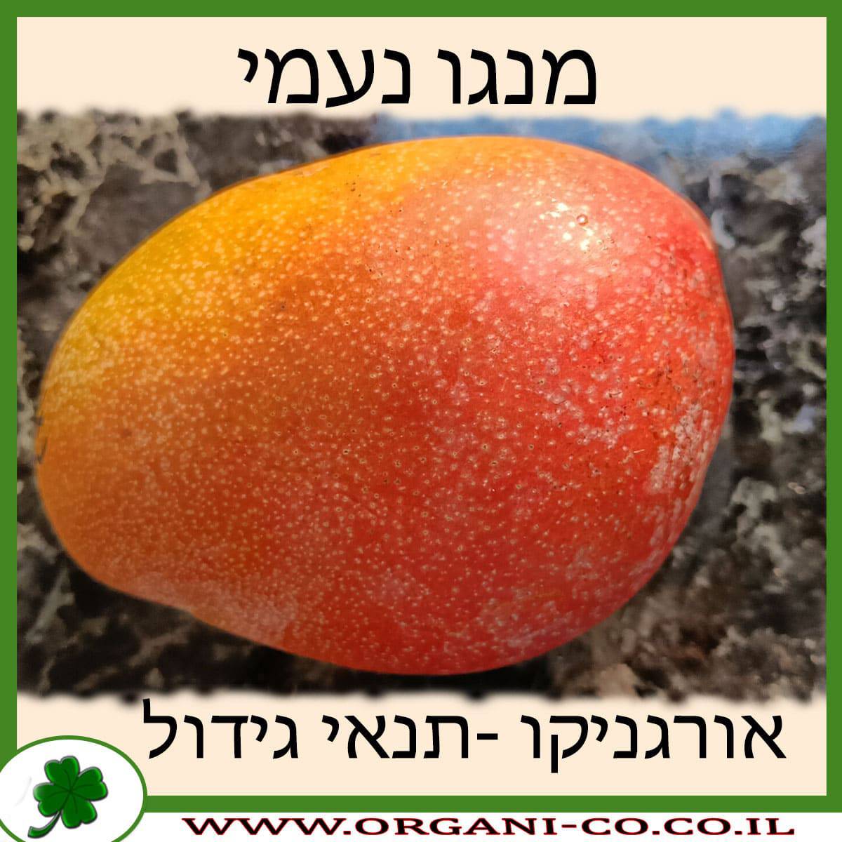 מנגו נעמי תנאי גידול