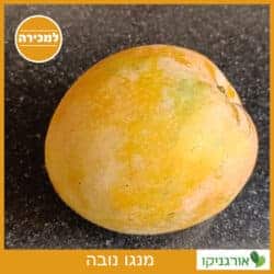 מנגו נובה