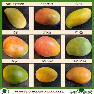 מנגו זנים רשמיים