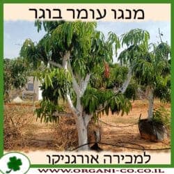 מנגו עומר בוגר
