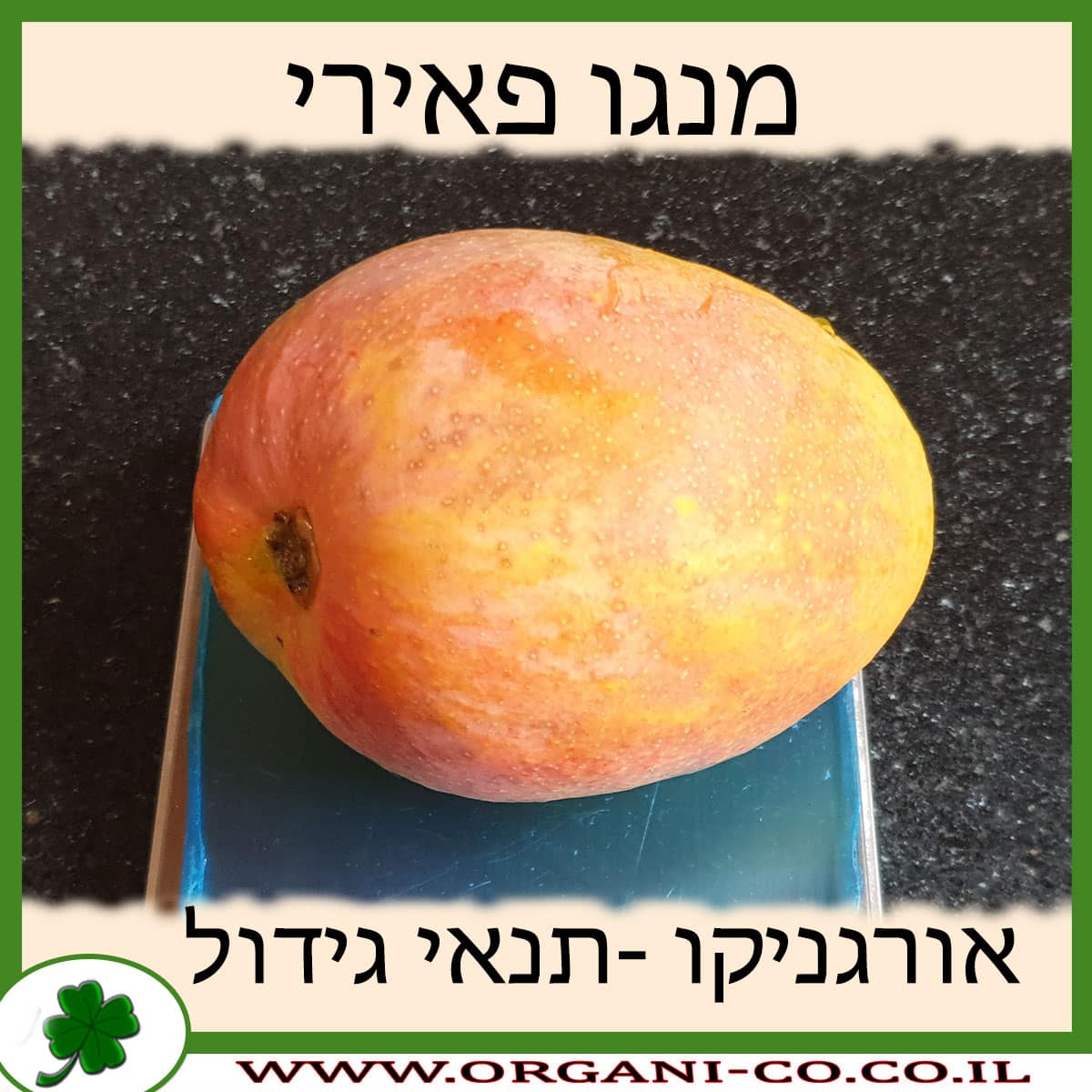 מנגו פאירי עץ