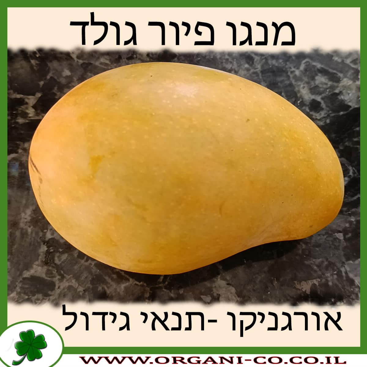 מנגו פיור גולד תנאי גידול