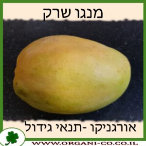 מנגו שרק תנאי גיודל