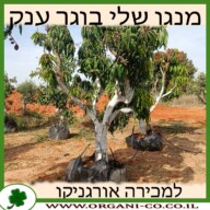 מנגו שלי בוגר ענק 8-10 צול למכירה - מחיר