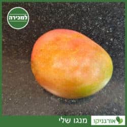מנגו שלי