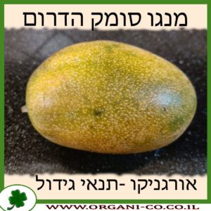 מנגו סומק הדרום תנאי גידול