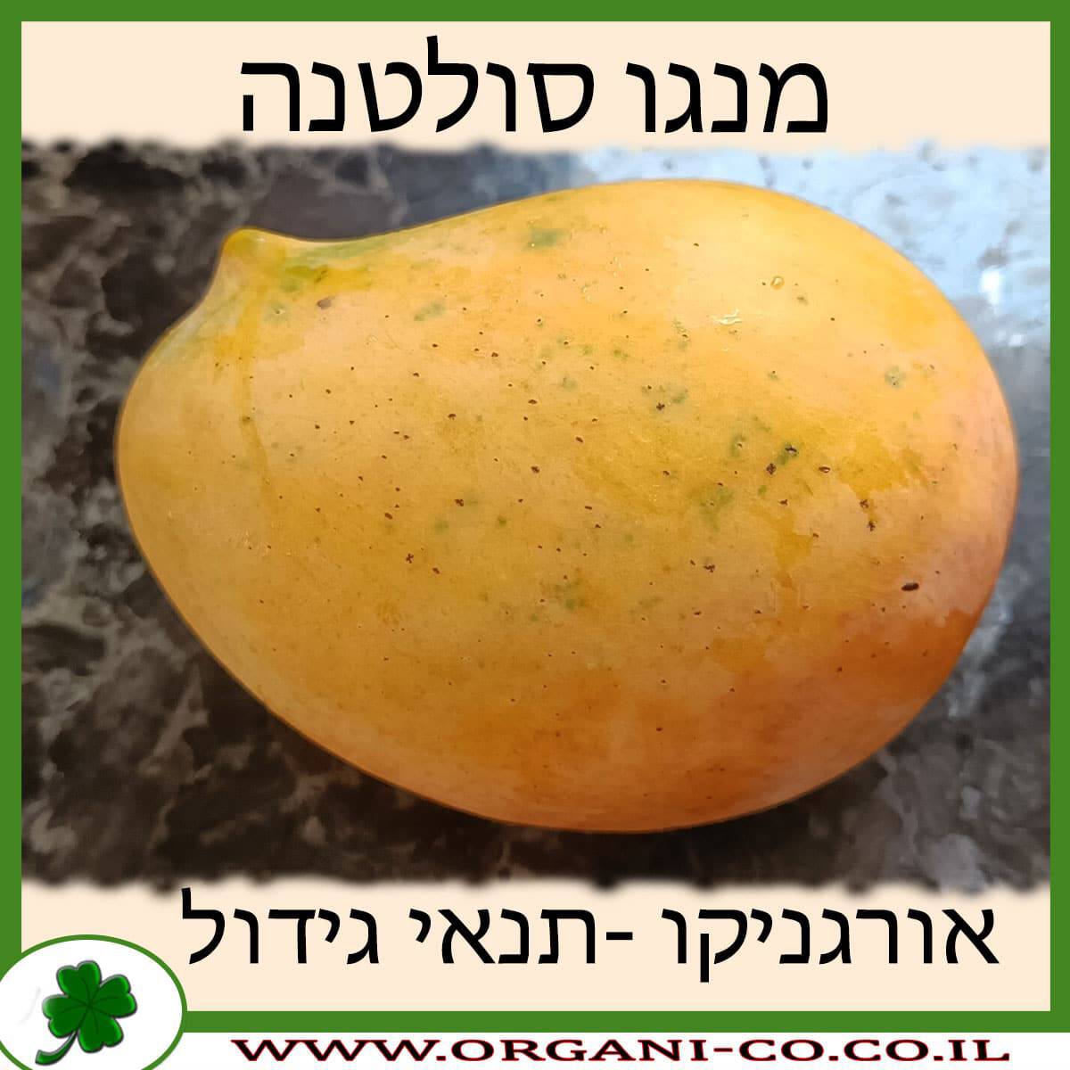 מנגו סולטנה תנאי גידול