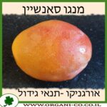 מנגו סאנשיין תנאי גידול
