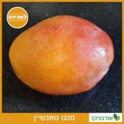 מנגו סאנשיין
