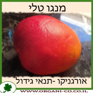 מנגו טלי תנאי גידול