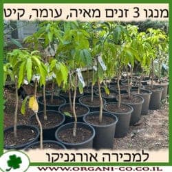 מנגו 3 זנים - מאיה, עומר, קיט