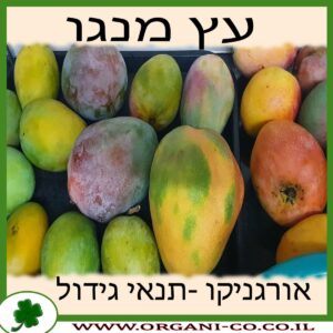 גידול מנגו עץ