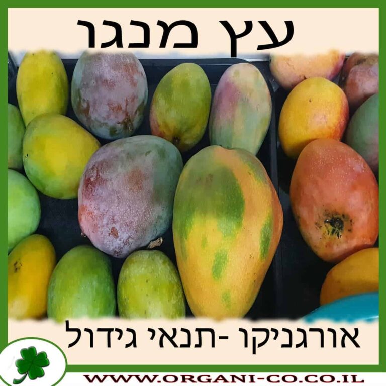עץ מנגו גידול מנגו עץ