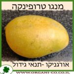 מנגו טרופיקנה תנאי הגידול