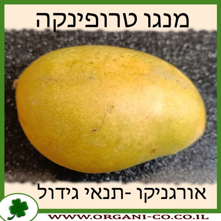 מנגו טרופיקנה תנאי הגידול