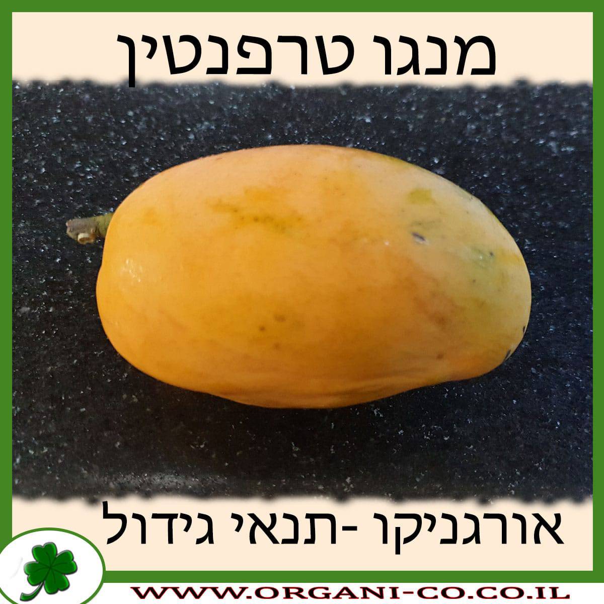 מנגו טרפנטין תנאי גידול