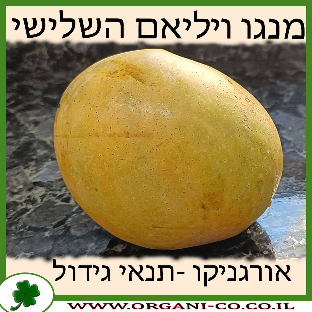 מנגו ויליאם השלישי תנאי גידול