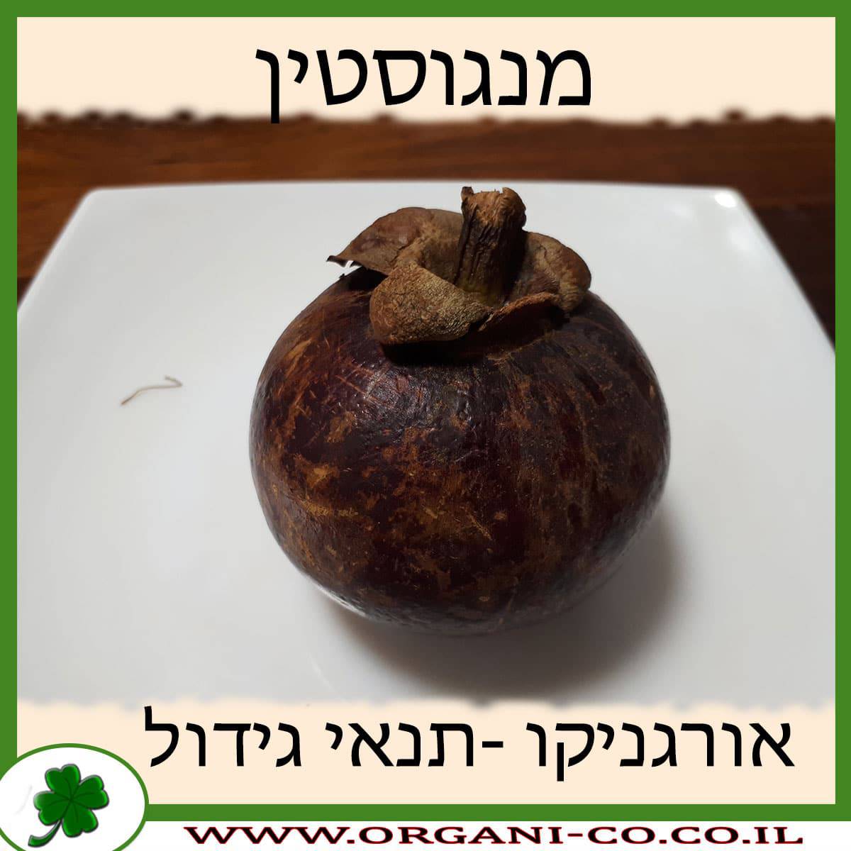 מנגוסטין