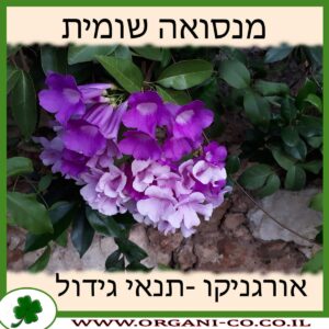 מנסואה שומית