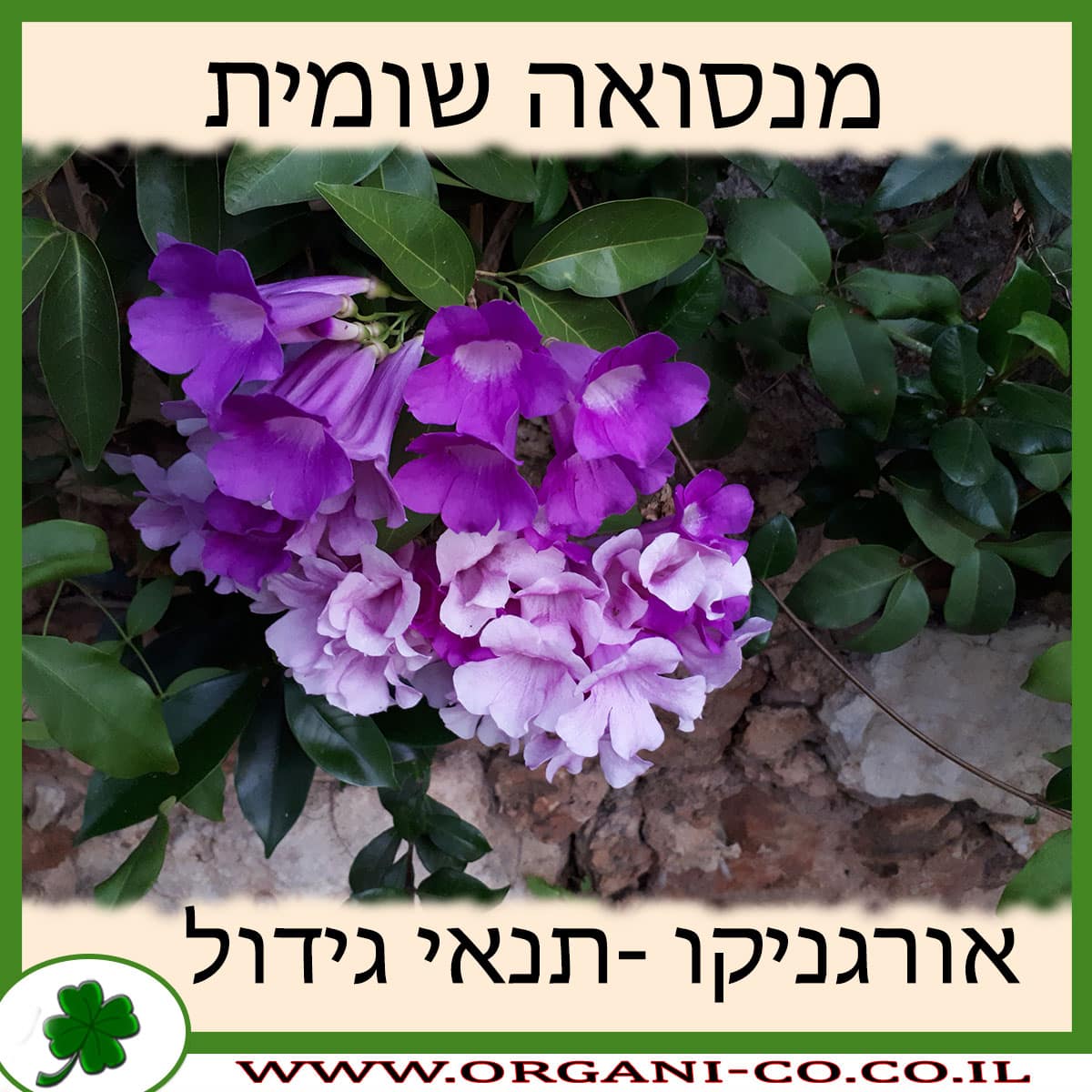מנסואה שומית