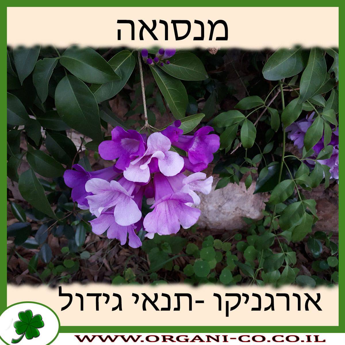 מנסואה