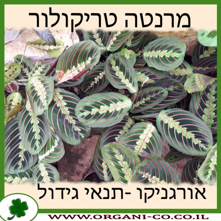 מרנטה טריקולור מרנטה טריקולור